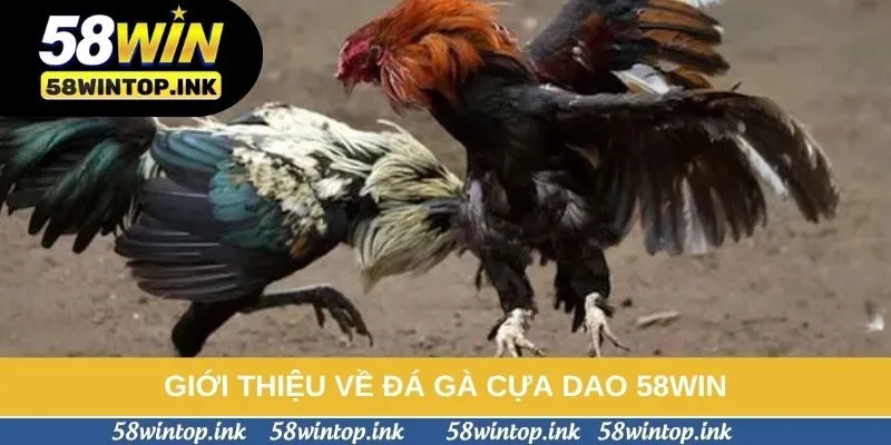 Giới thiệu về đá gà cựa dao 58win